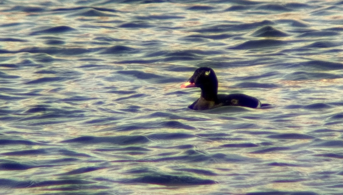 White-winged Scoter - ML644871243