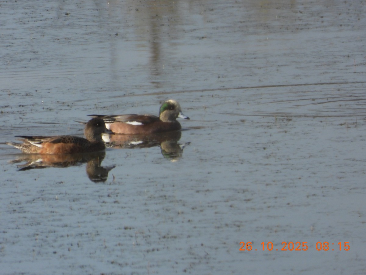 American Wigeon - ML644871247