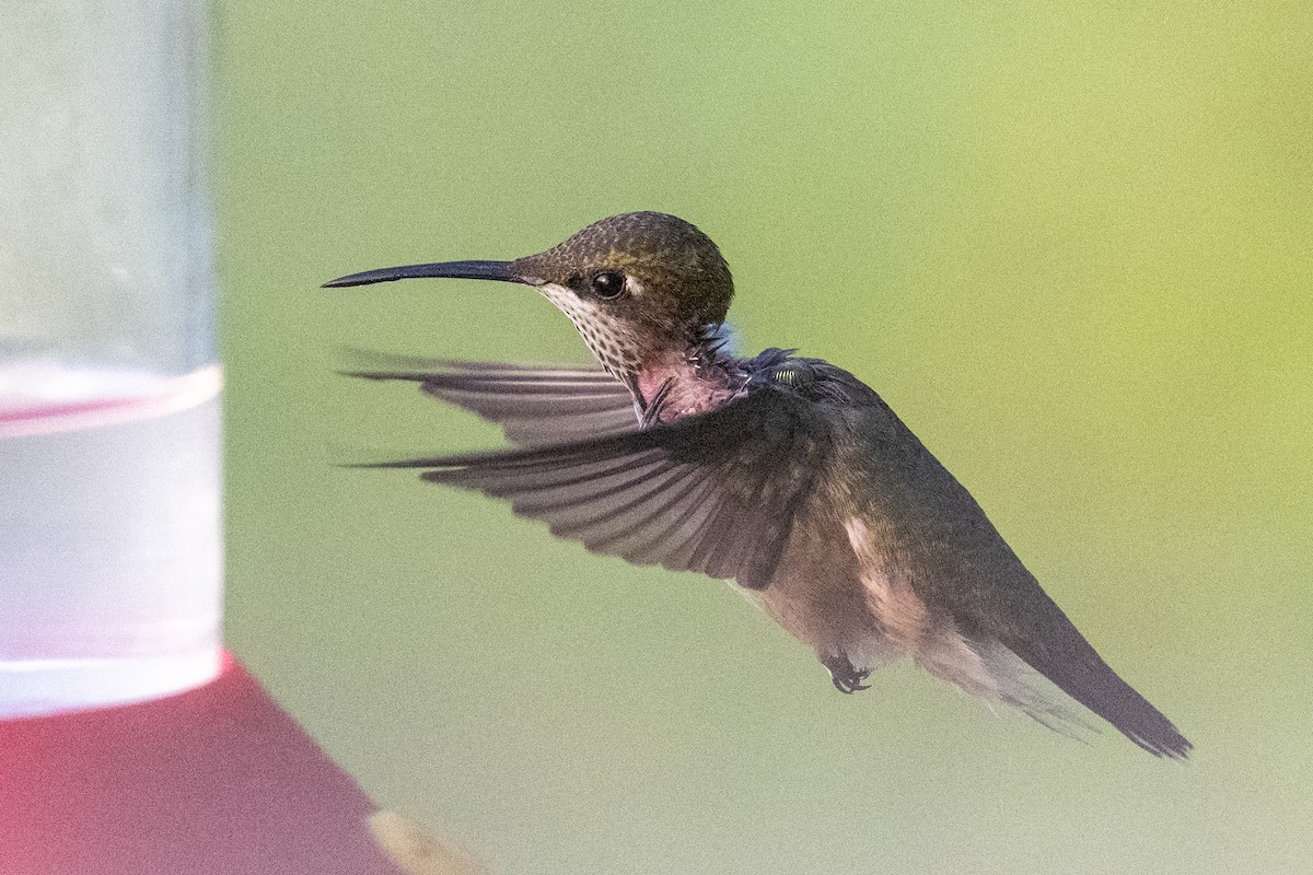 Colibrí Gorjirrubí - ML644871249