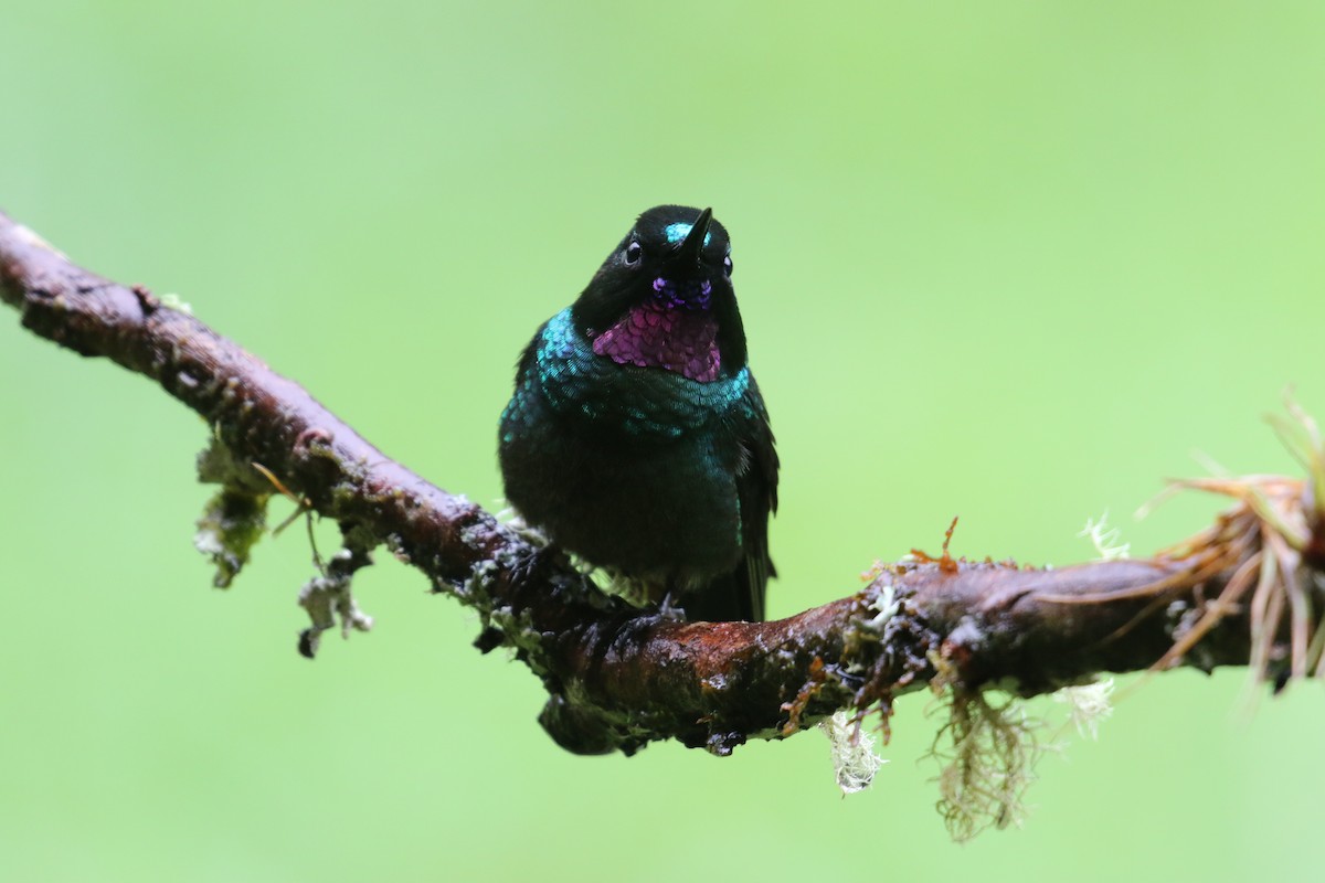 kolibřík turmalinový - ML644871275