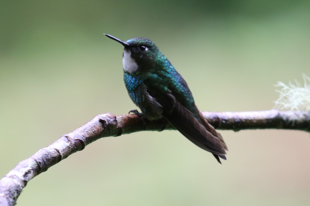 kolibřík turmalinový - ML644871276