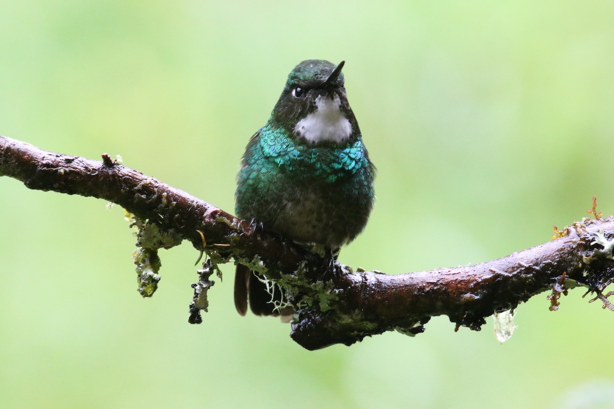 kolibřík turmalinový - ML644871277