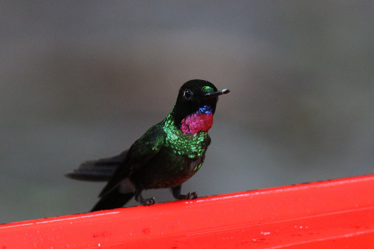 kolibřík turmalinový - ML644871278