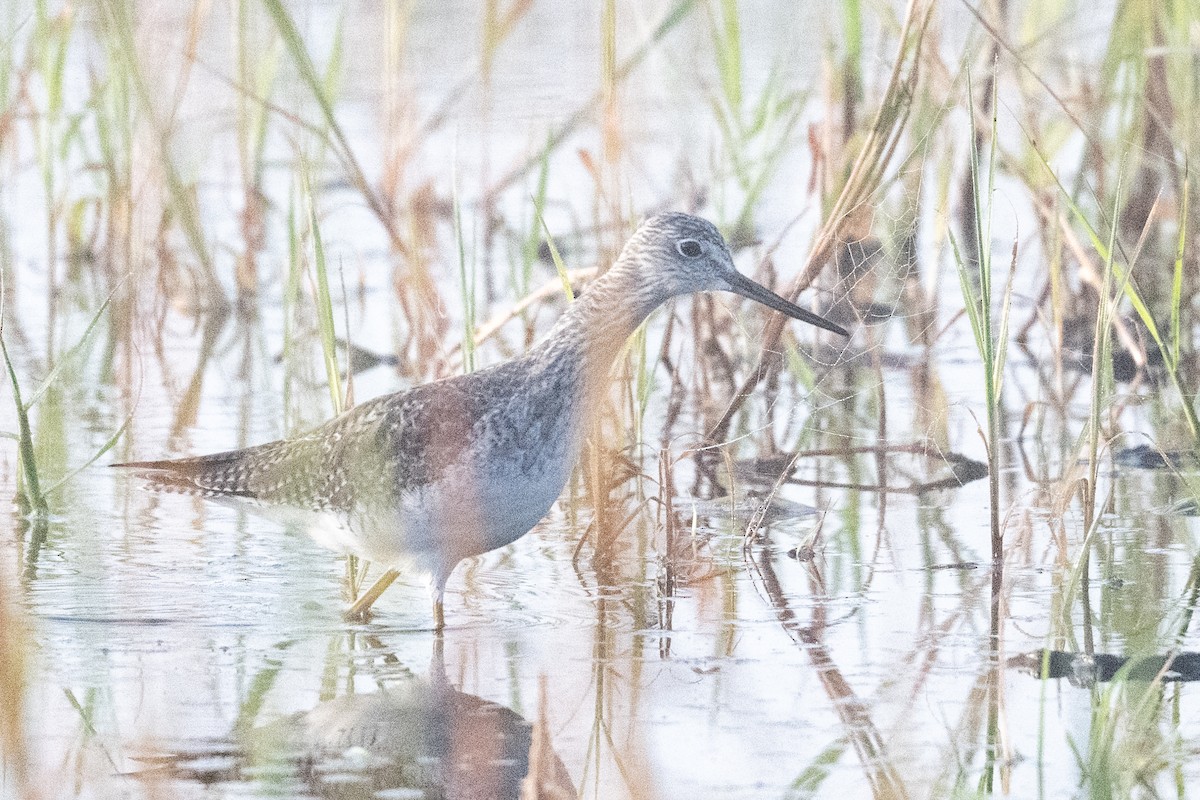Greater Yellowlegs - ML644871280