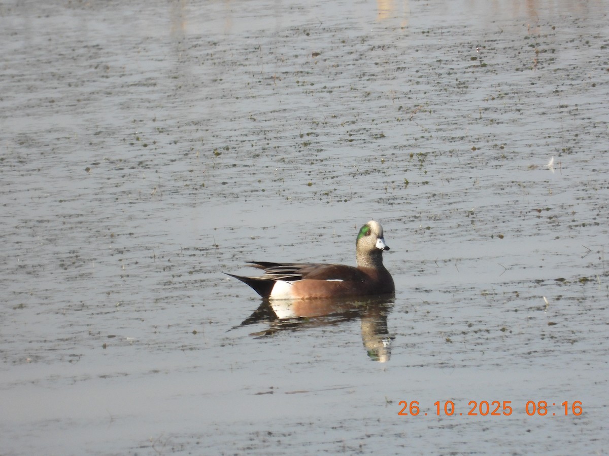 American Wigeon - ML644871290