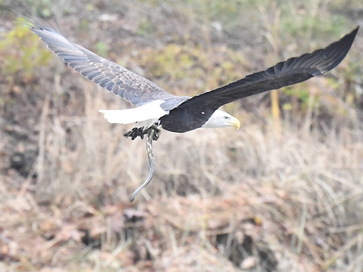 Орлан білоголовий - ML644871300