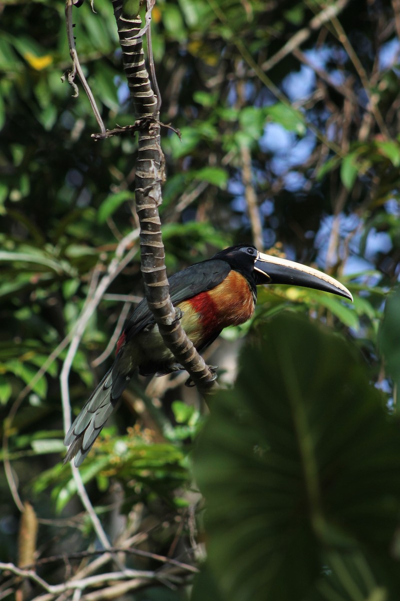 Black-necked Aracari - ML644871303
