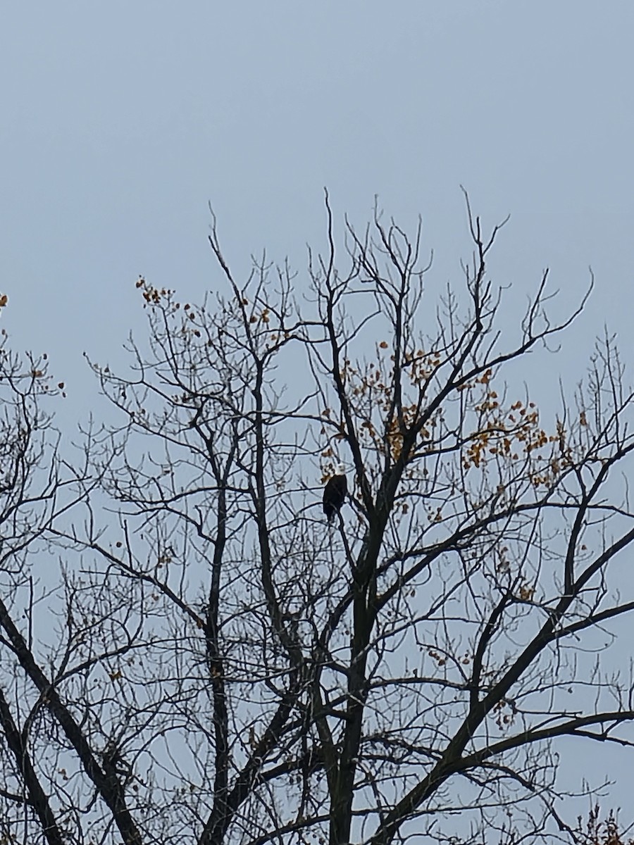 Орлан білоголовий - ML644871304