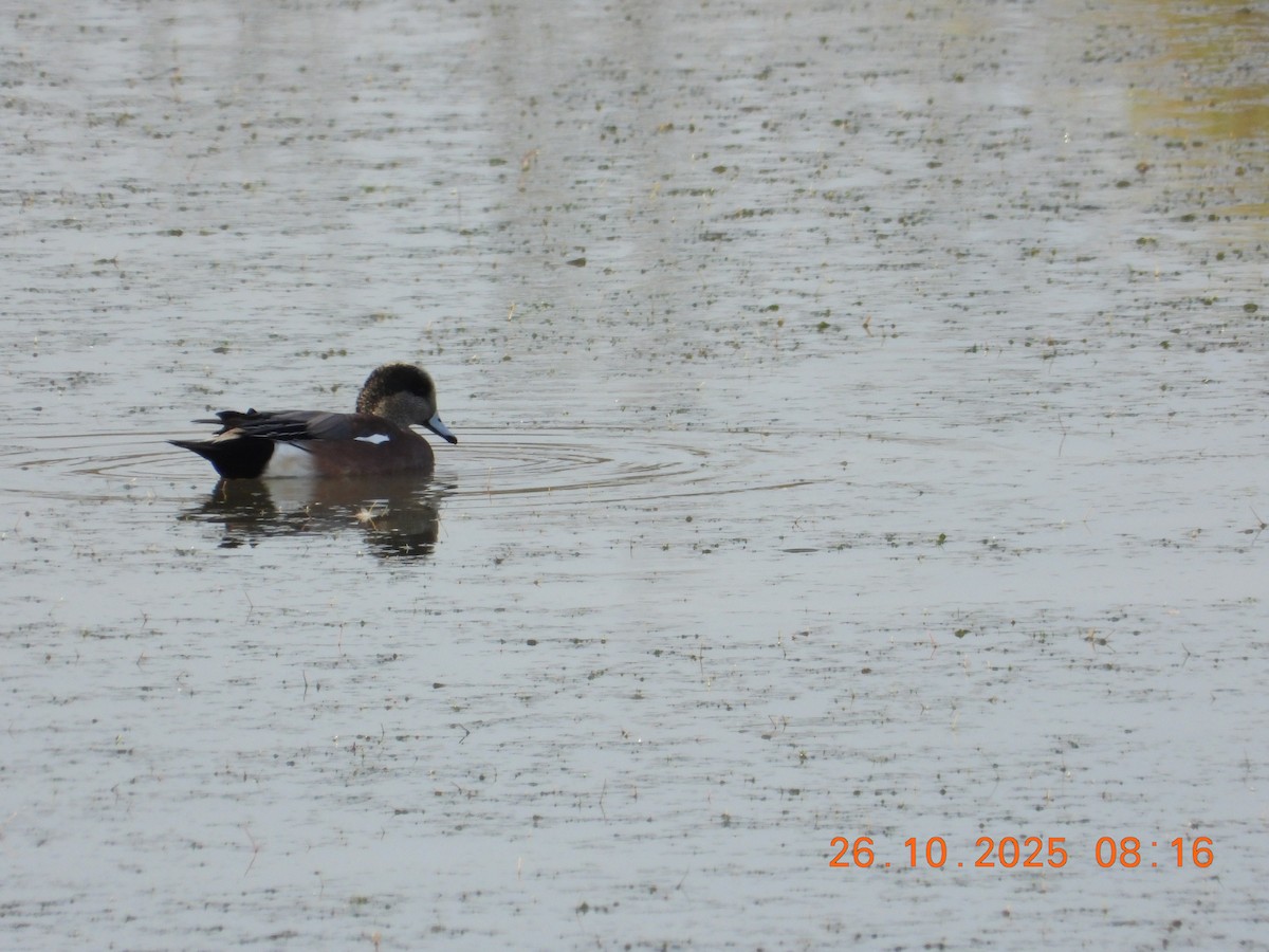 American Wigeon - ML644871305