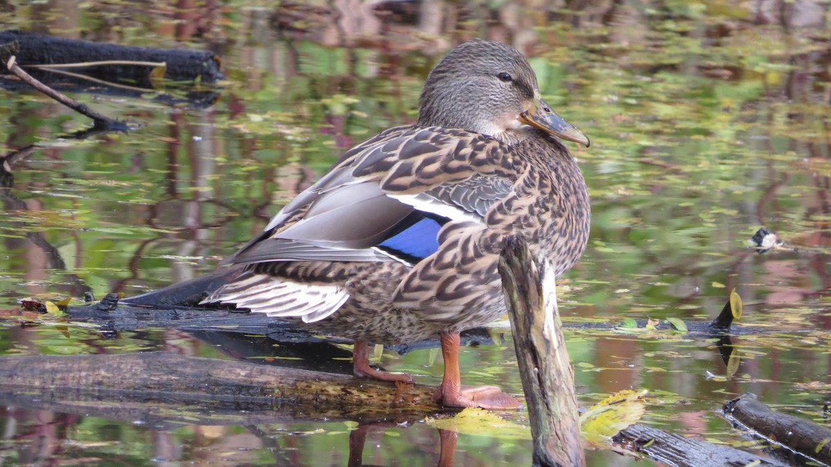 Mallard - ML644871306