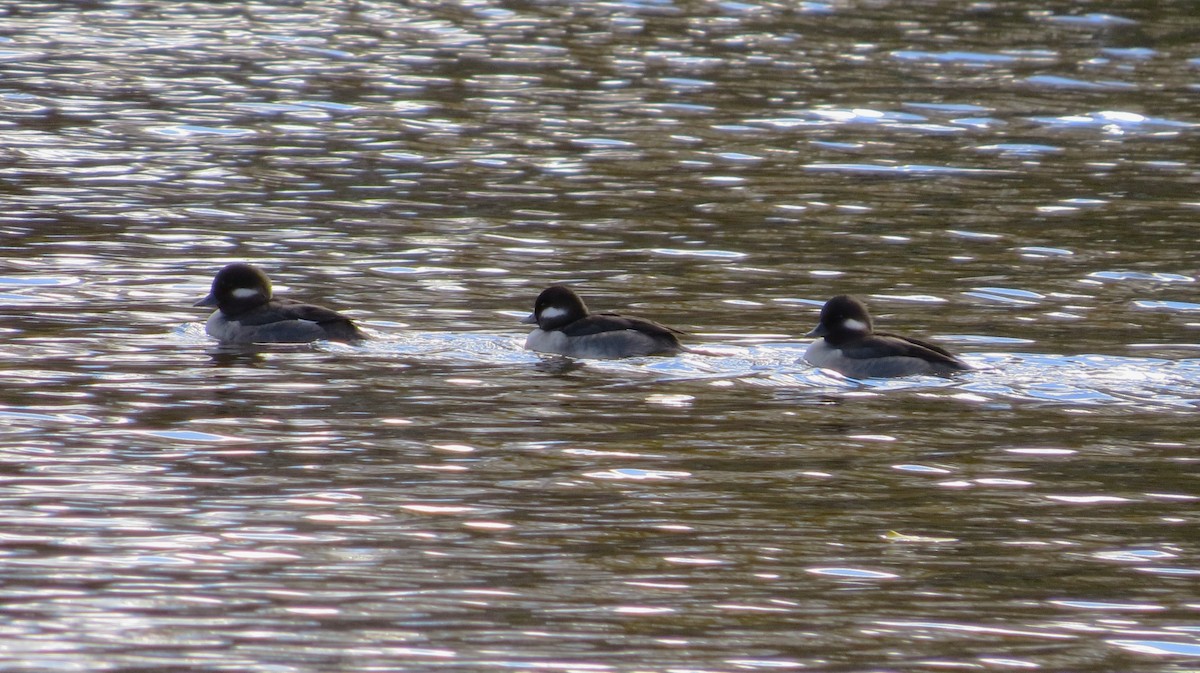 Bufflehead - ML644871314