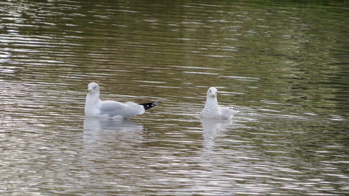 Ring-billed Gull - ML644871323