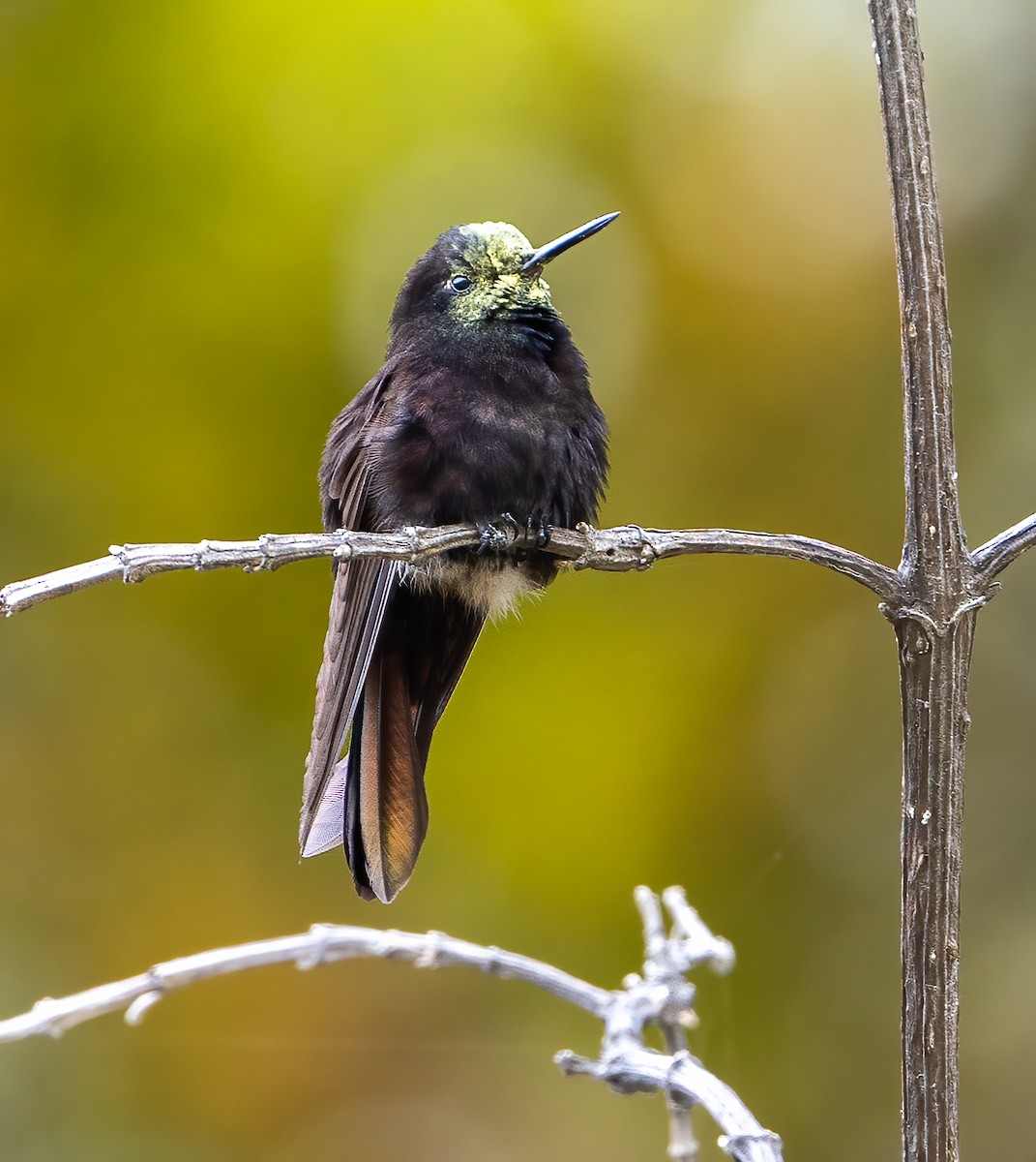 Black Metaltail - ML644871337