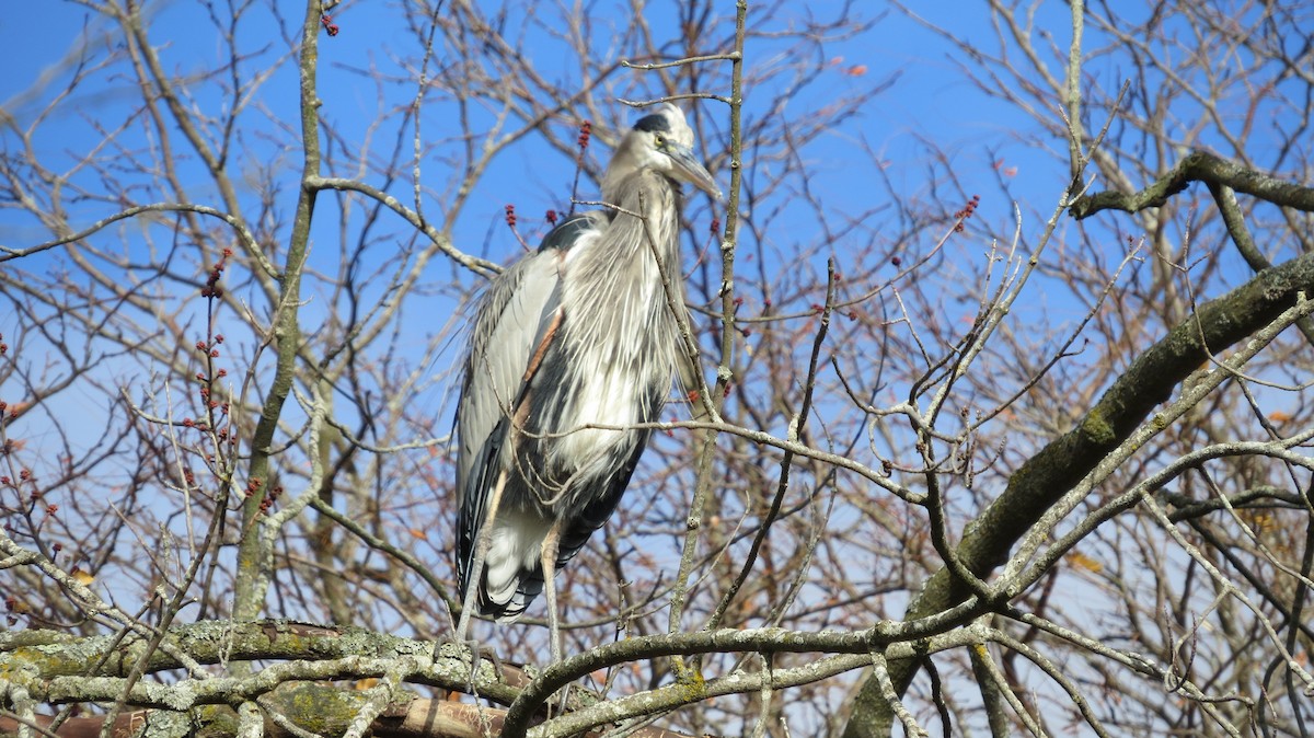 Great Blue Heron - ML644871338
