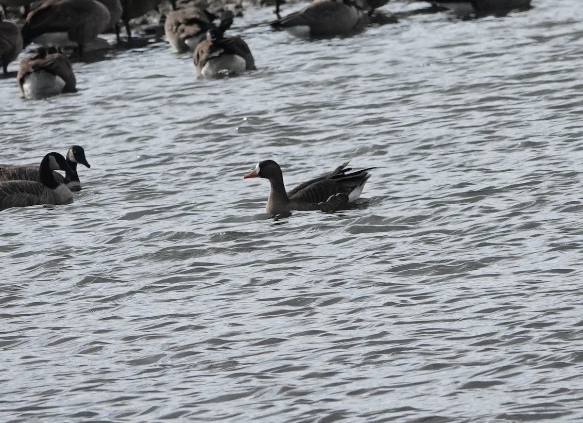 Greater White-fronted Goose - ML644871349