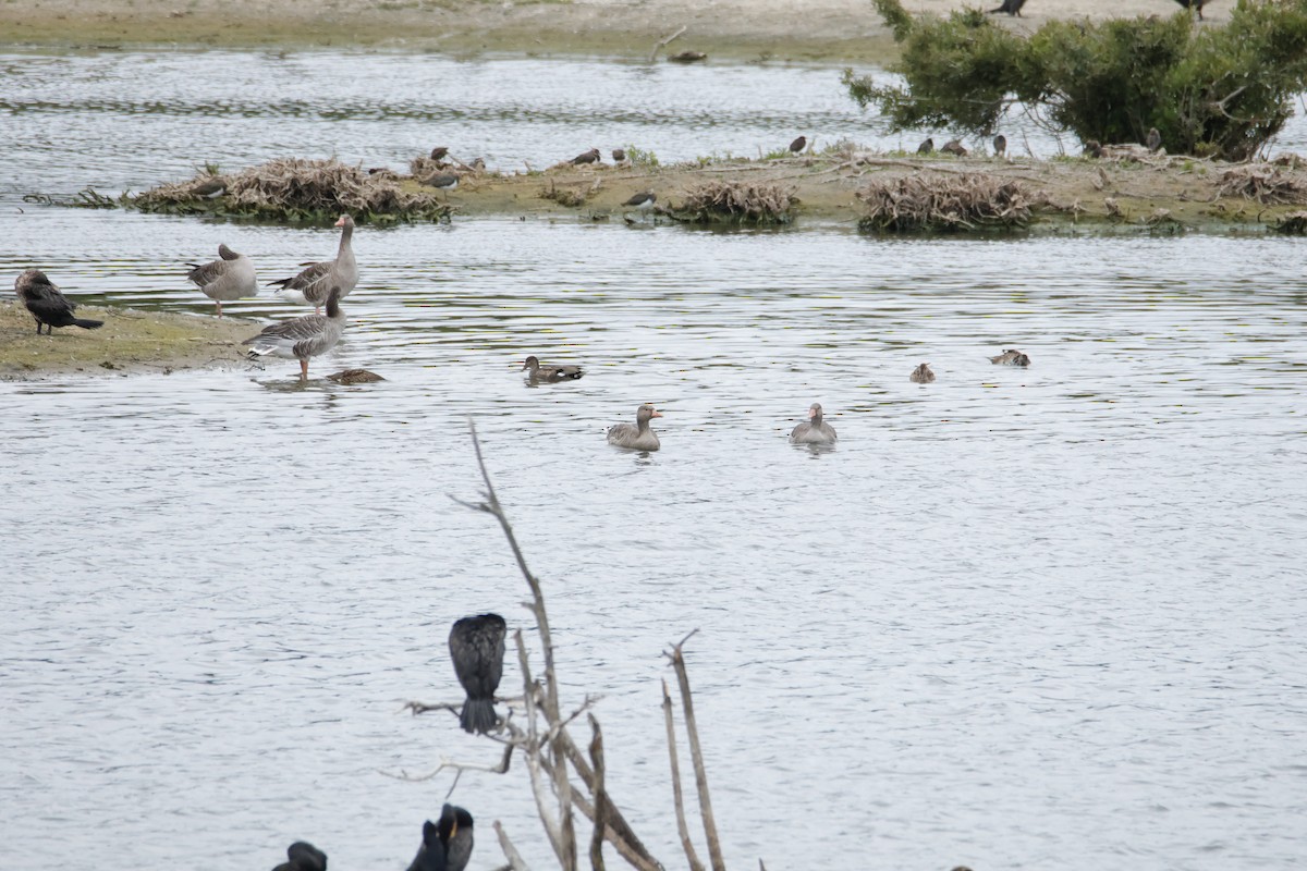 Graylag Goose - ML644871353