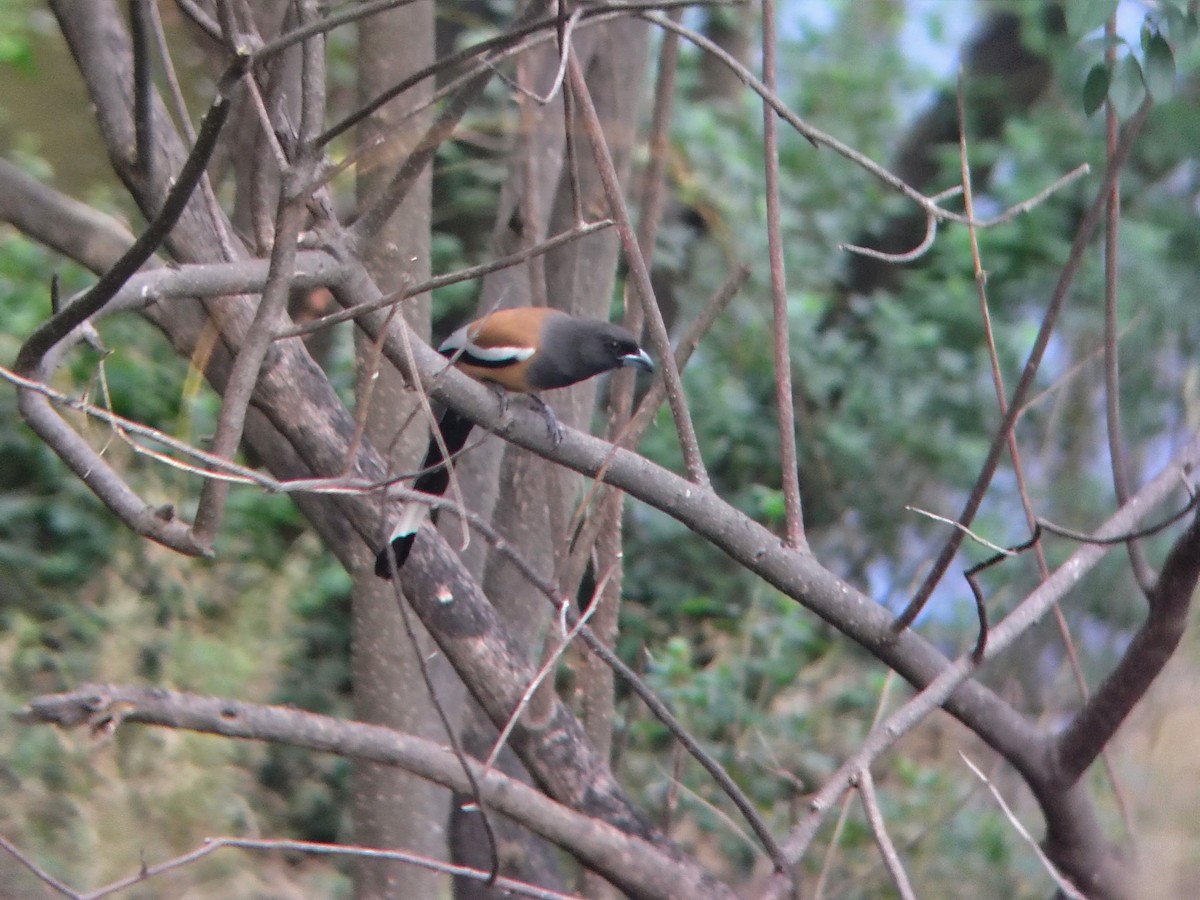 Rufous Treepie - ML644871354