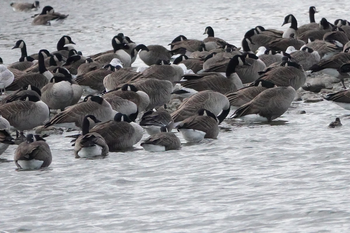 Greater White-fronted Goose - ML644871355