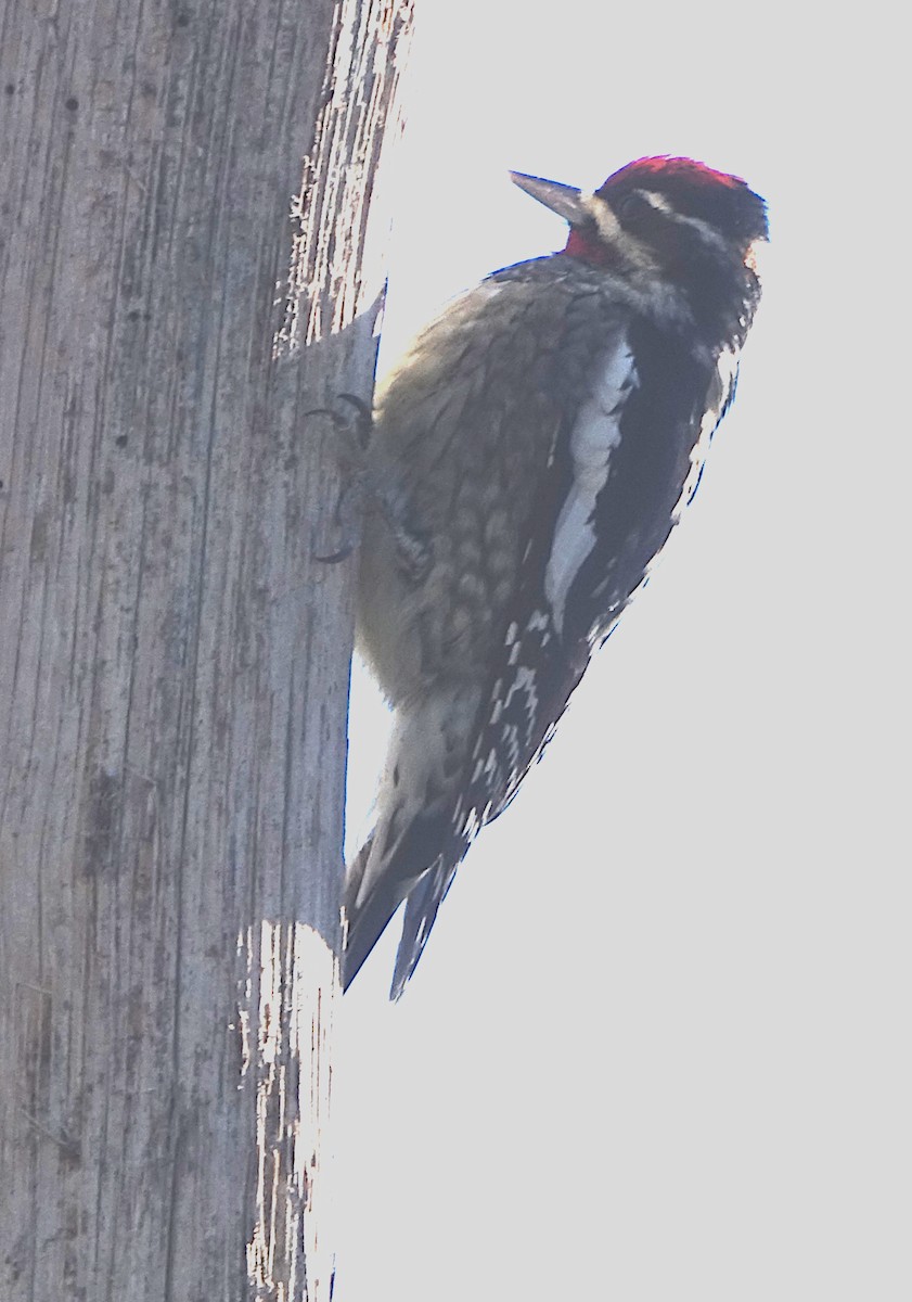 kanadasevjespett - ML644871359