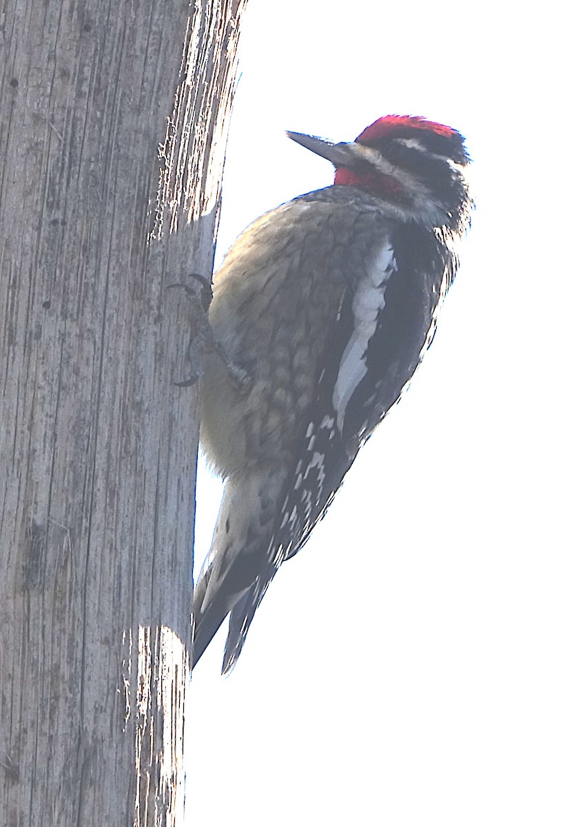 kanadasevjespett - ML644871360