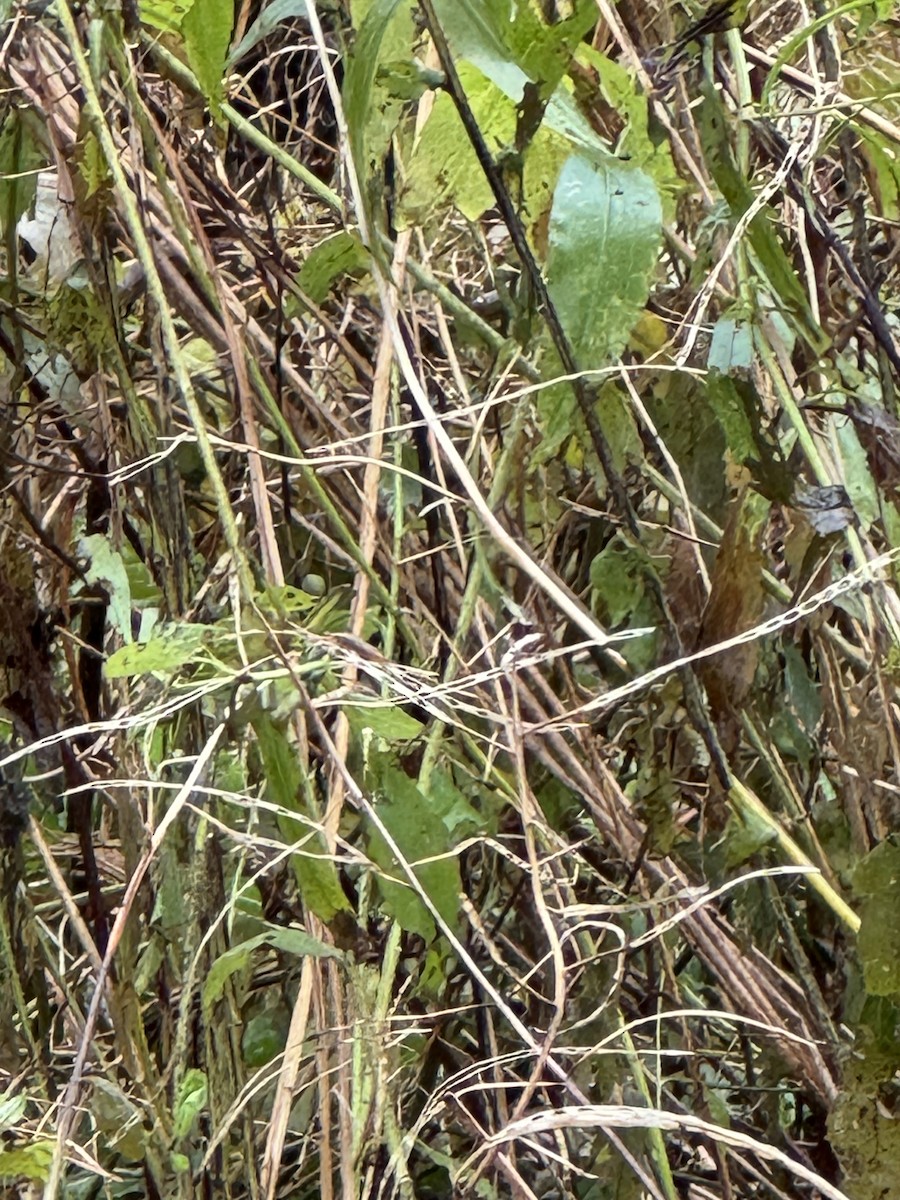 MacGillivray's Warbler - ML644871380