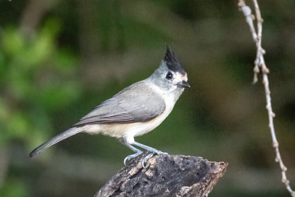 Black-crested Titmouse - ML644871382