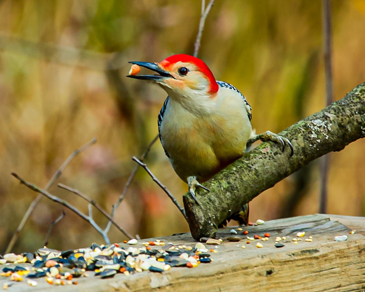 Red-bellied Woodpecker - ML644871398