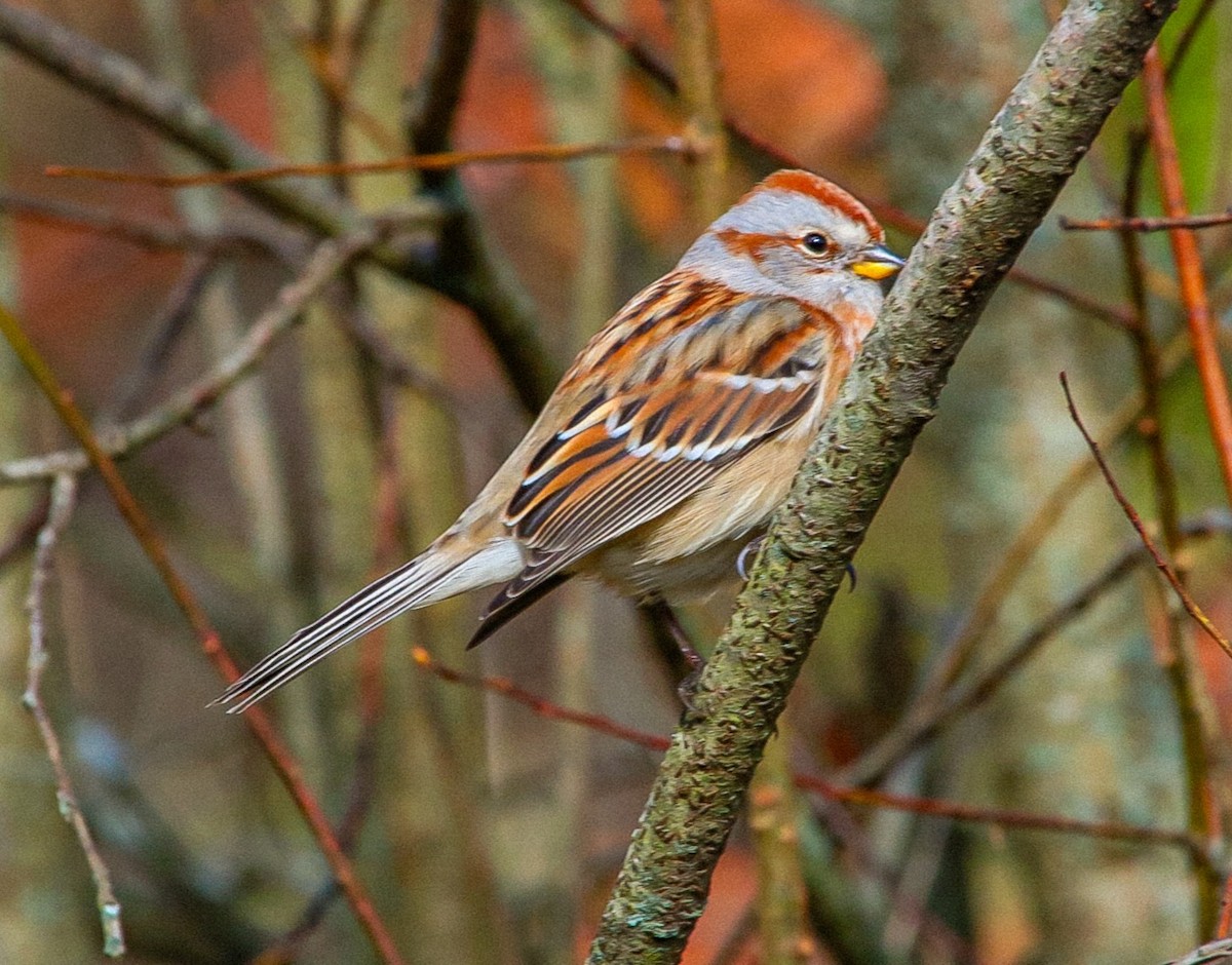American Tree Sparrow - ML644871415