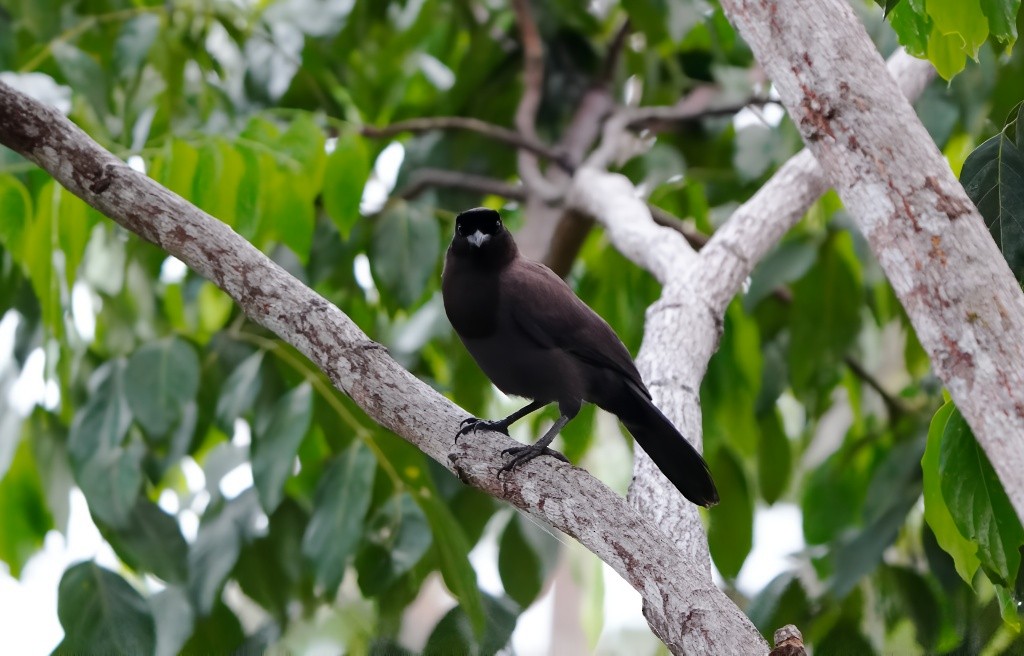 Purplish Jay - ML644871429