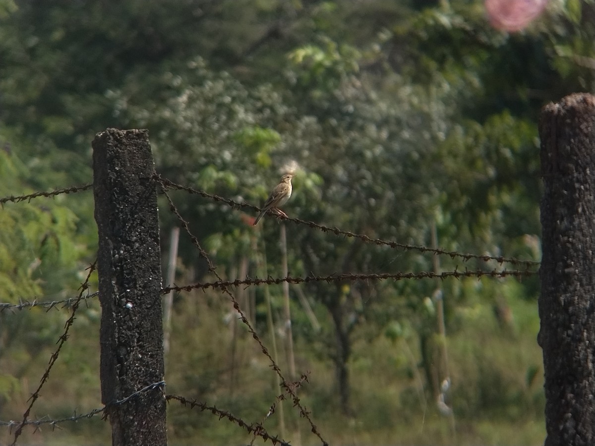 Paddyfield Pipit - ML644871439