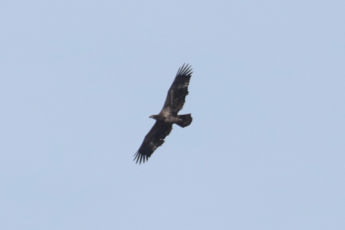 Орлан білоголовий - ML644871450