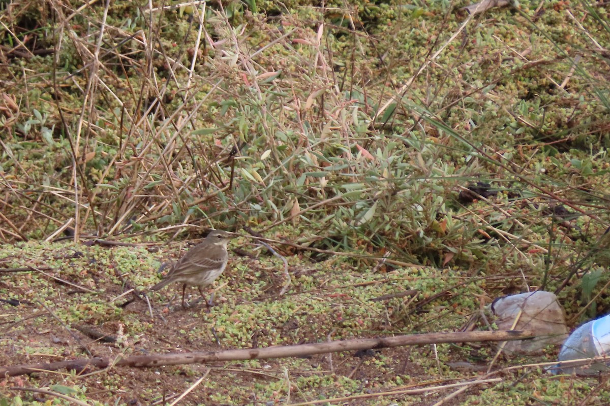 Water Pipit - ML644871453