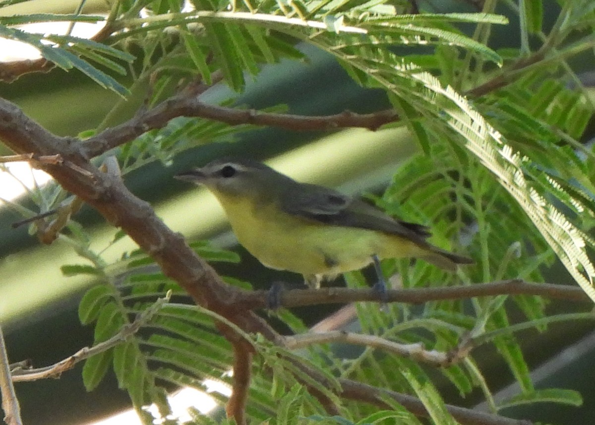 Philadelphia Vireo - ML644871459