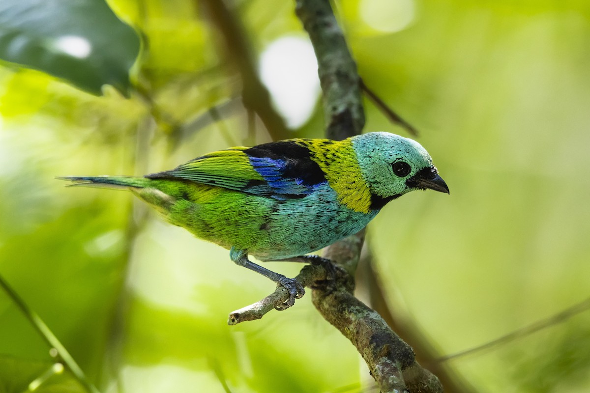 Green-headed Tanager - ML644871463