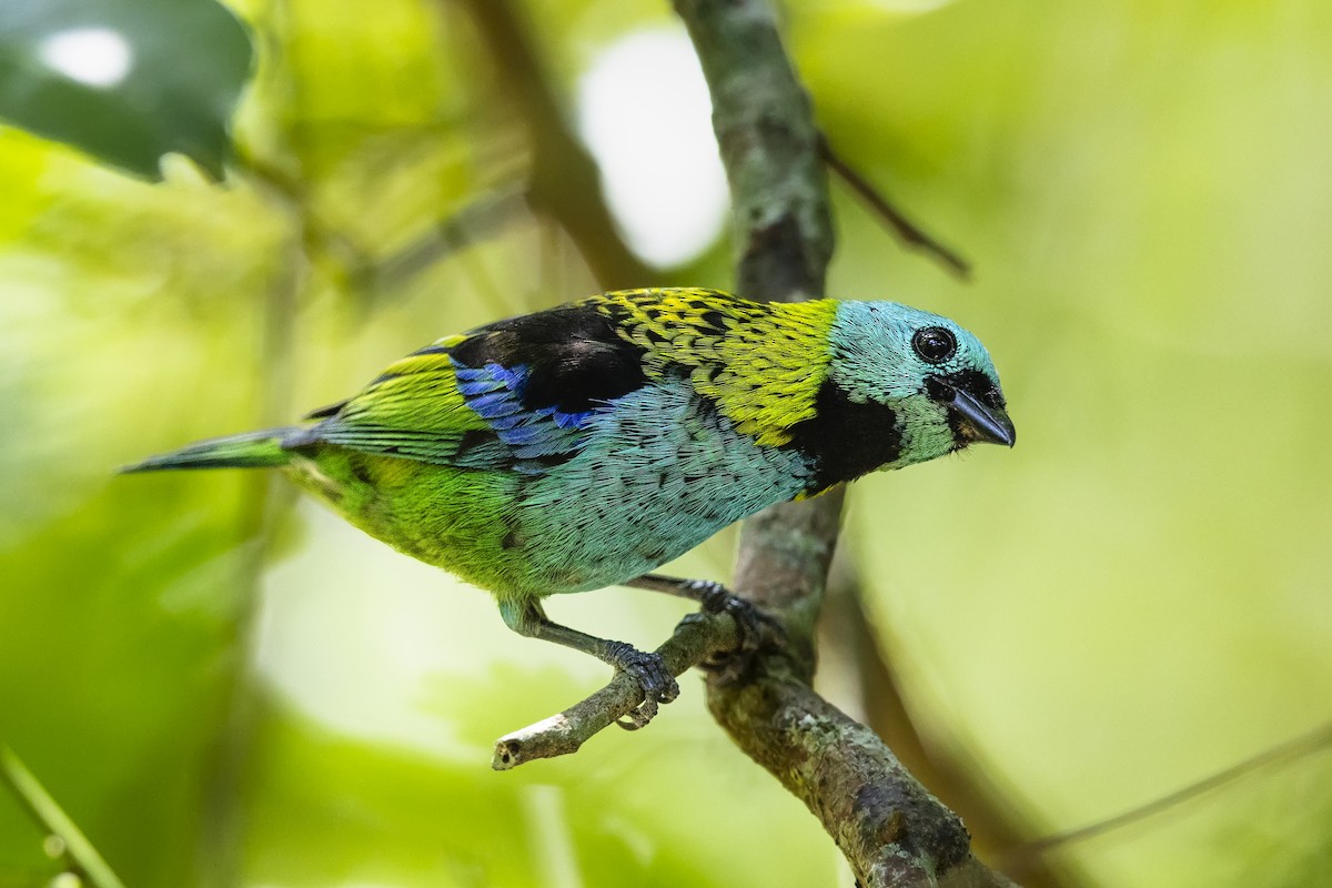 Green-headed Tanager - ML644871464