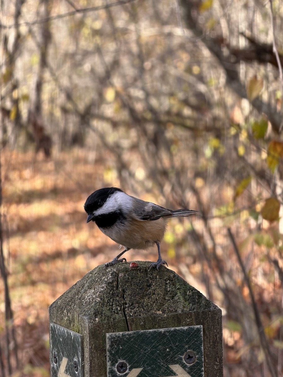 Гаїчка світлокрила - ML644871468