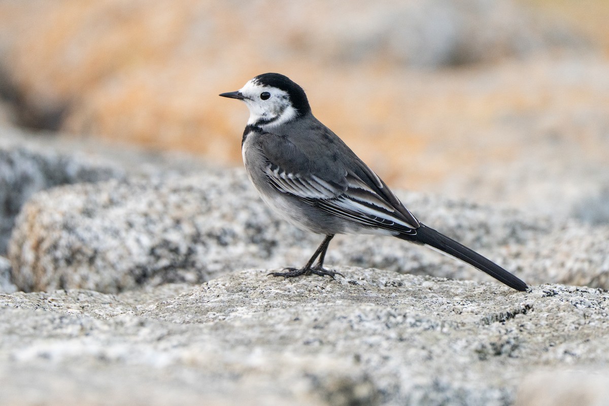 konipas bílý (ssp. yarrellii) - ML644871476