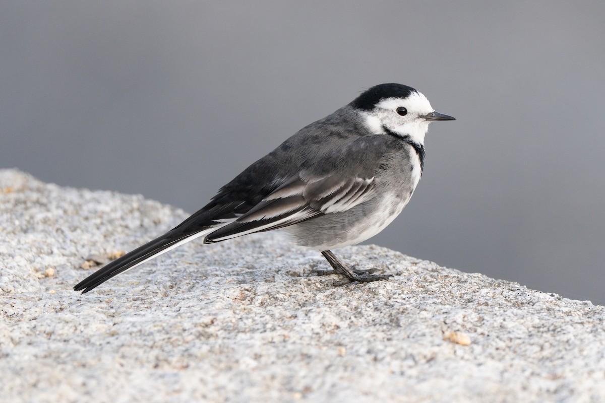 konipas bílý (ssp. yarrellii) - ML644871477