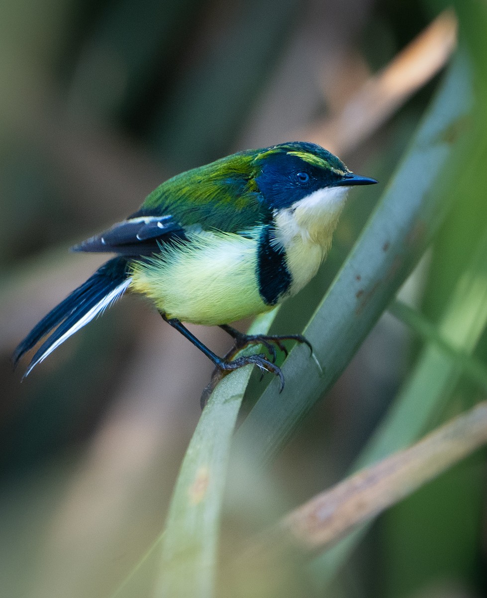 Many-colored Rush Tyrant - ML644871498