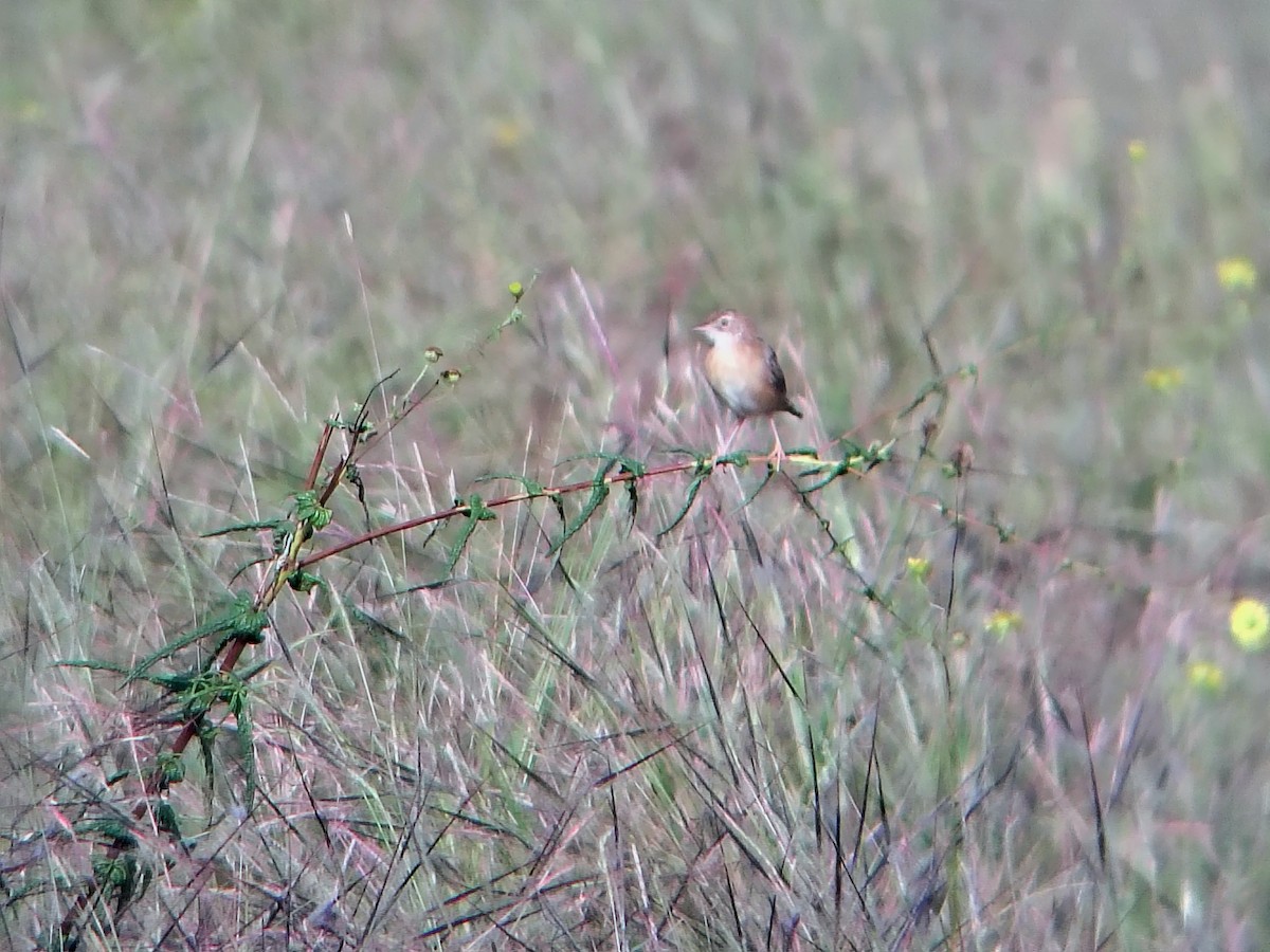 Zitting Cisticola - ML644871501