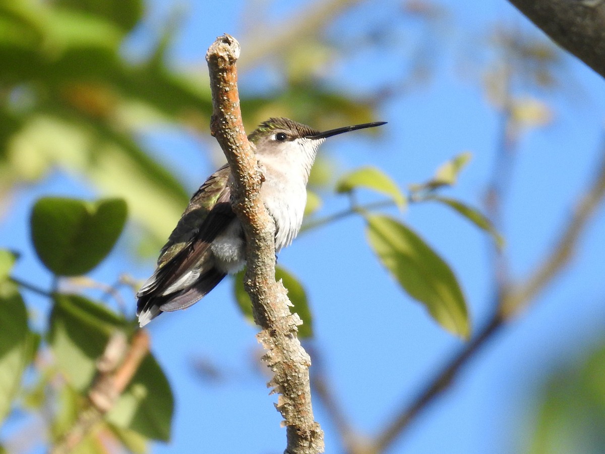 Colibrí Gorjirrubí - ML644871506