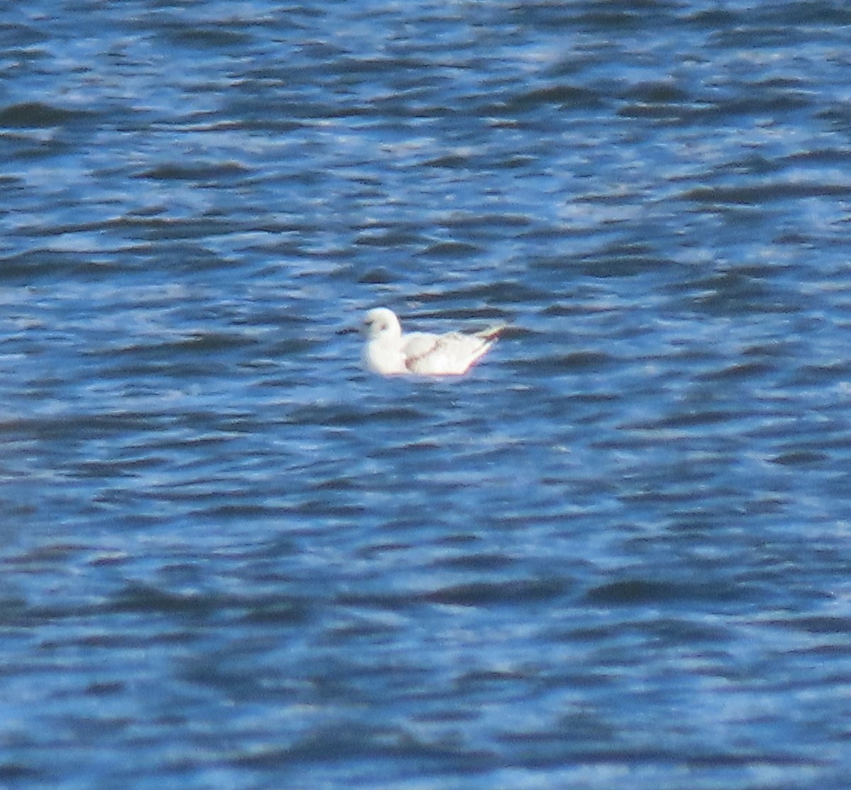 Bonaparte's Gull - ML644871509