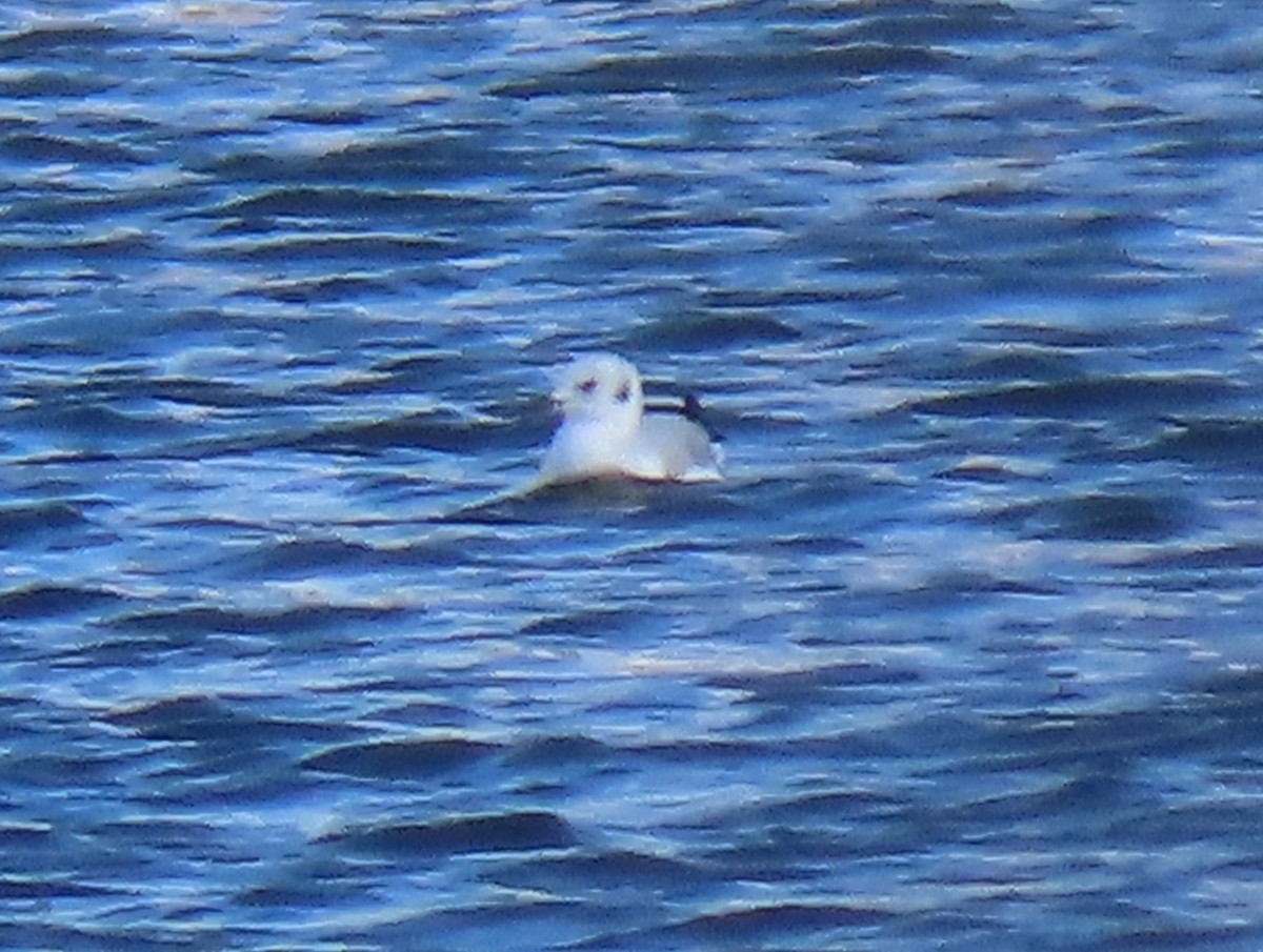 Bonaparte's Gull - ML644871513