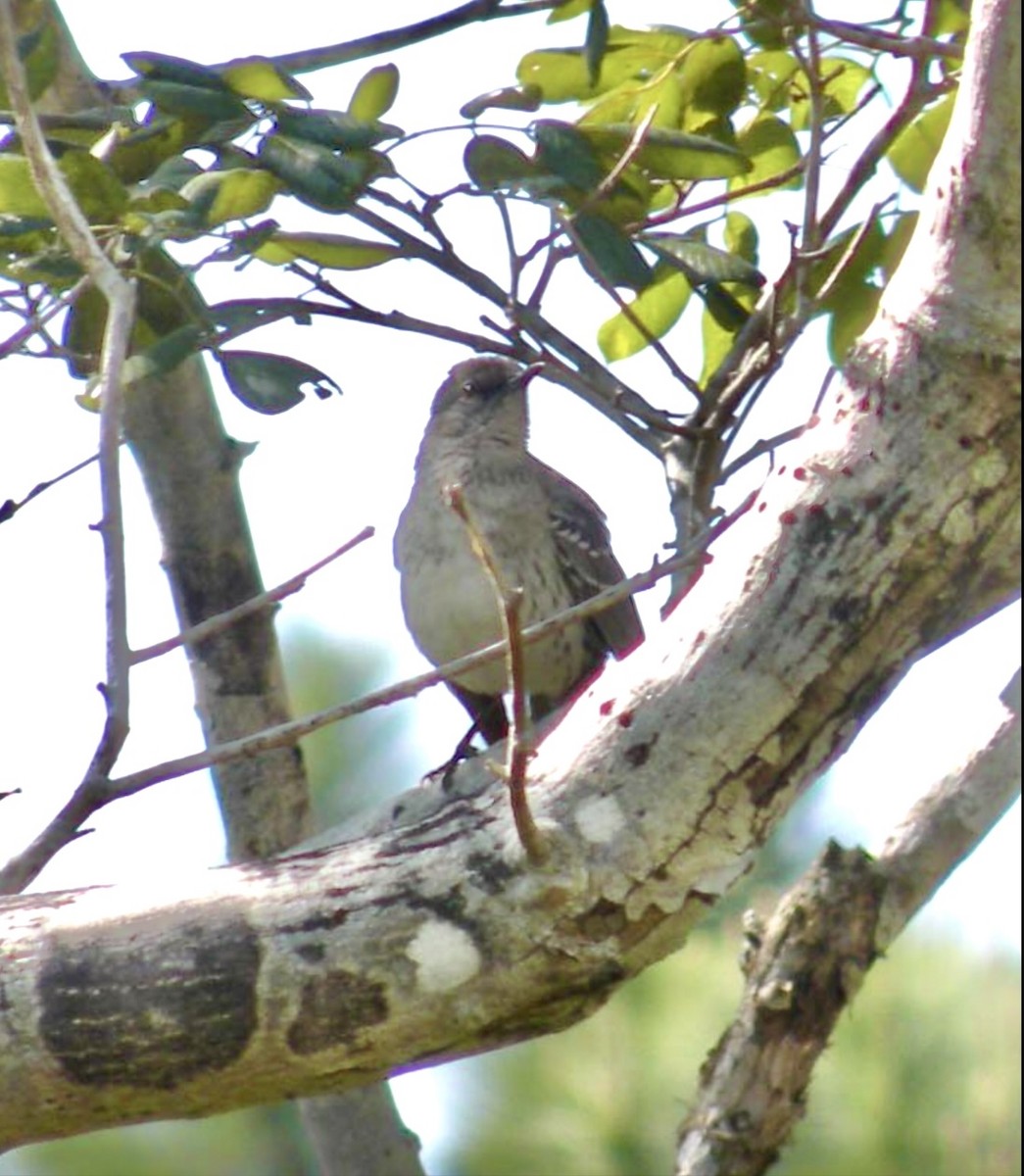 Bahama Mockingbird - ML644871521