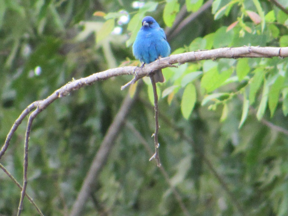 Индиговый колорин - ML644871531