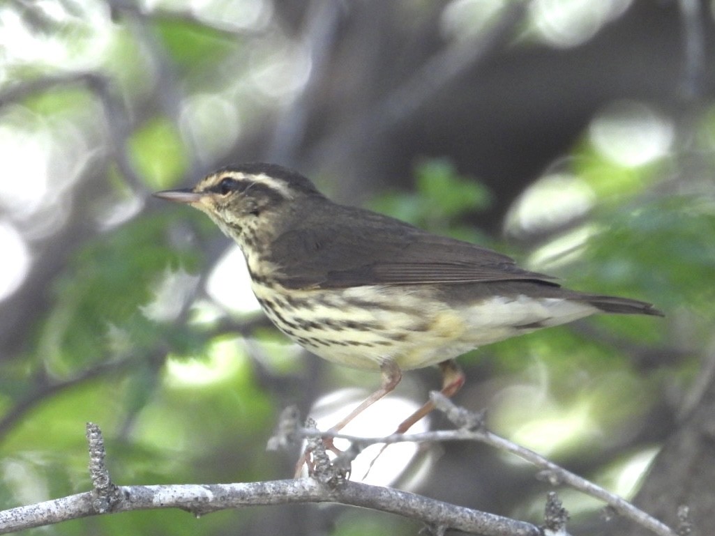Northern Waterthrush - ML644871532