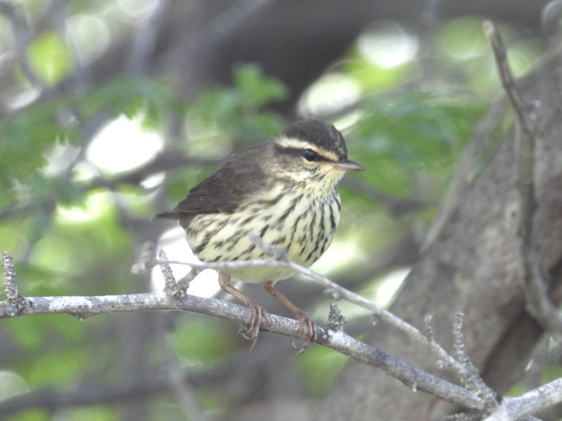 Northern Waterthrush - ML644871533