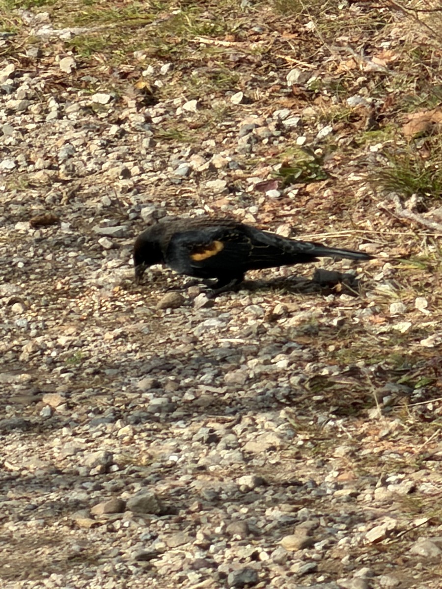 Red-winged Blackbird - ML644871536