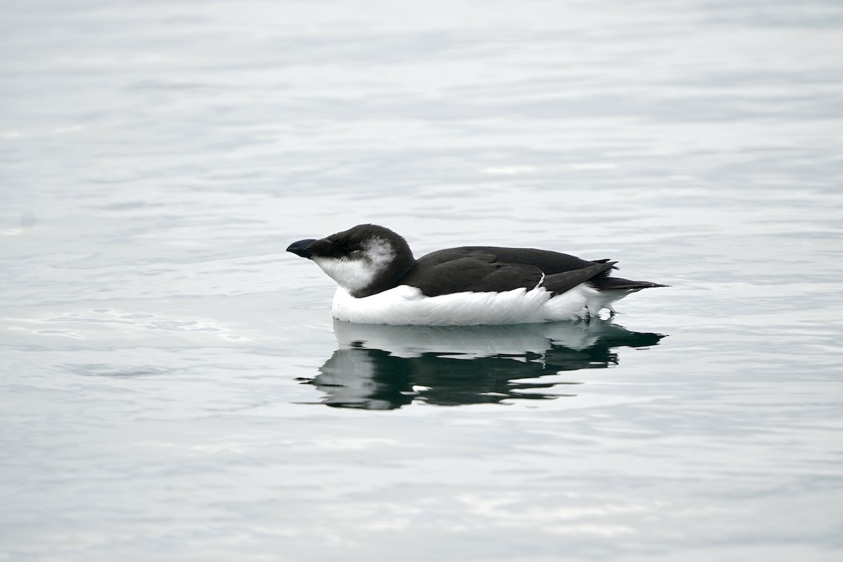Razorbill - ML644871544