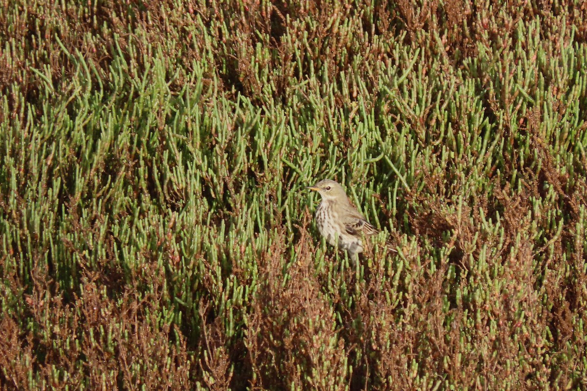 Water Pipit - ML644871547